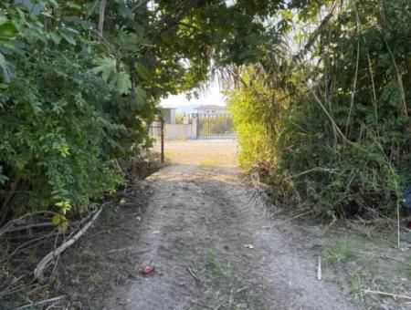 Eskiköy'de 6150M2 Satılık Limon Ve Nar Bahçesi