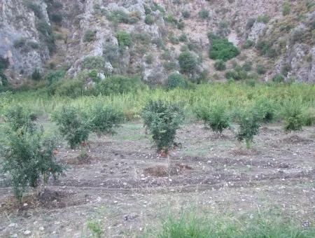 Mergenlide Satılık Nar Bahçe Ortaca Mergenlide Satılık Arsa