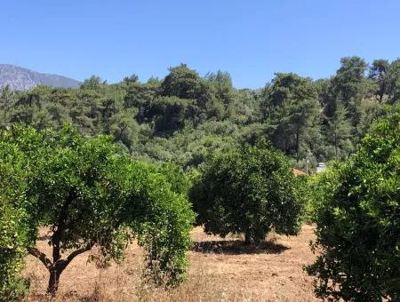 Akyaka Gökçe Satılık Bahçe Denize Yakın 38,000M2 Satılık Arsa