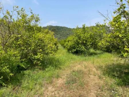Gökbel'de İztuzu Plajı Yoluna Sıfır 7800M2 Satılık Arazi