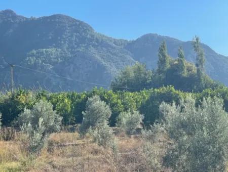 Dalyan Marmarlı'da Satılık 2B Limon Bahçesi