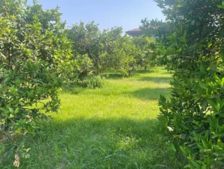 Dalyan Gülpınar'da 722M2 Satılık Arsa